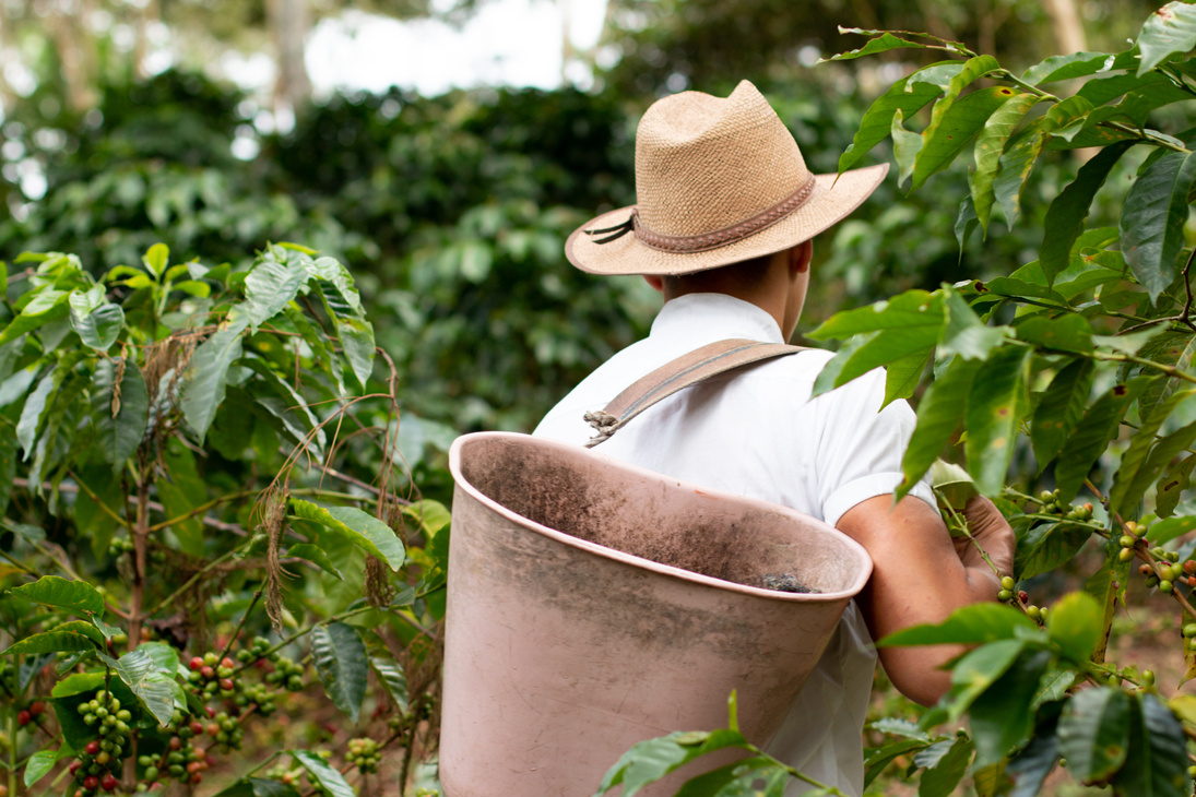 Person Harvesting Coffee Beans in Farm