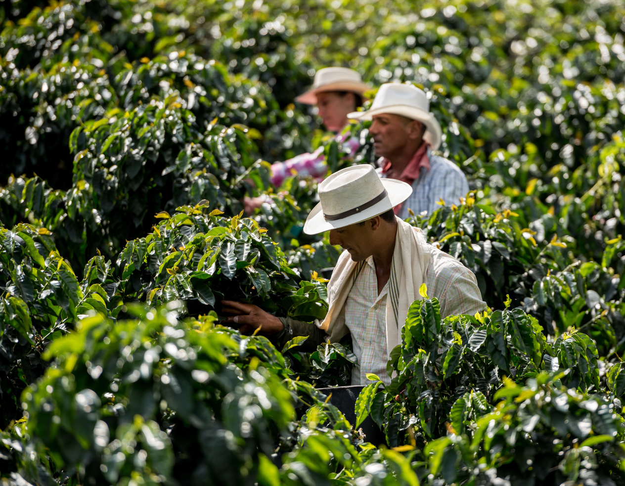 Men working at a coffee farm collecting coffee beans