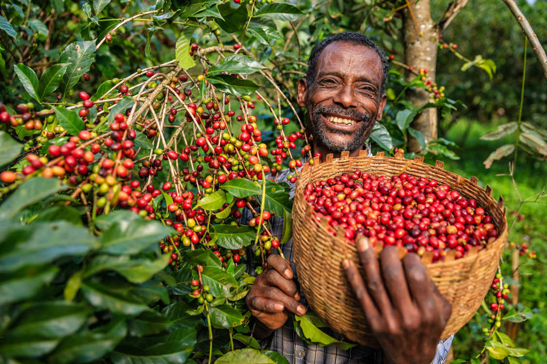 African man collecting coffee cherries, East Africa